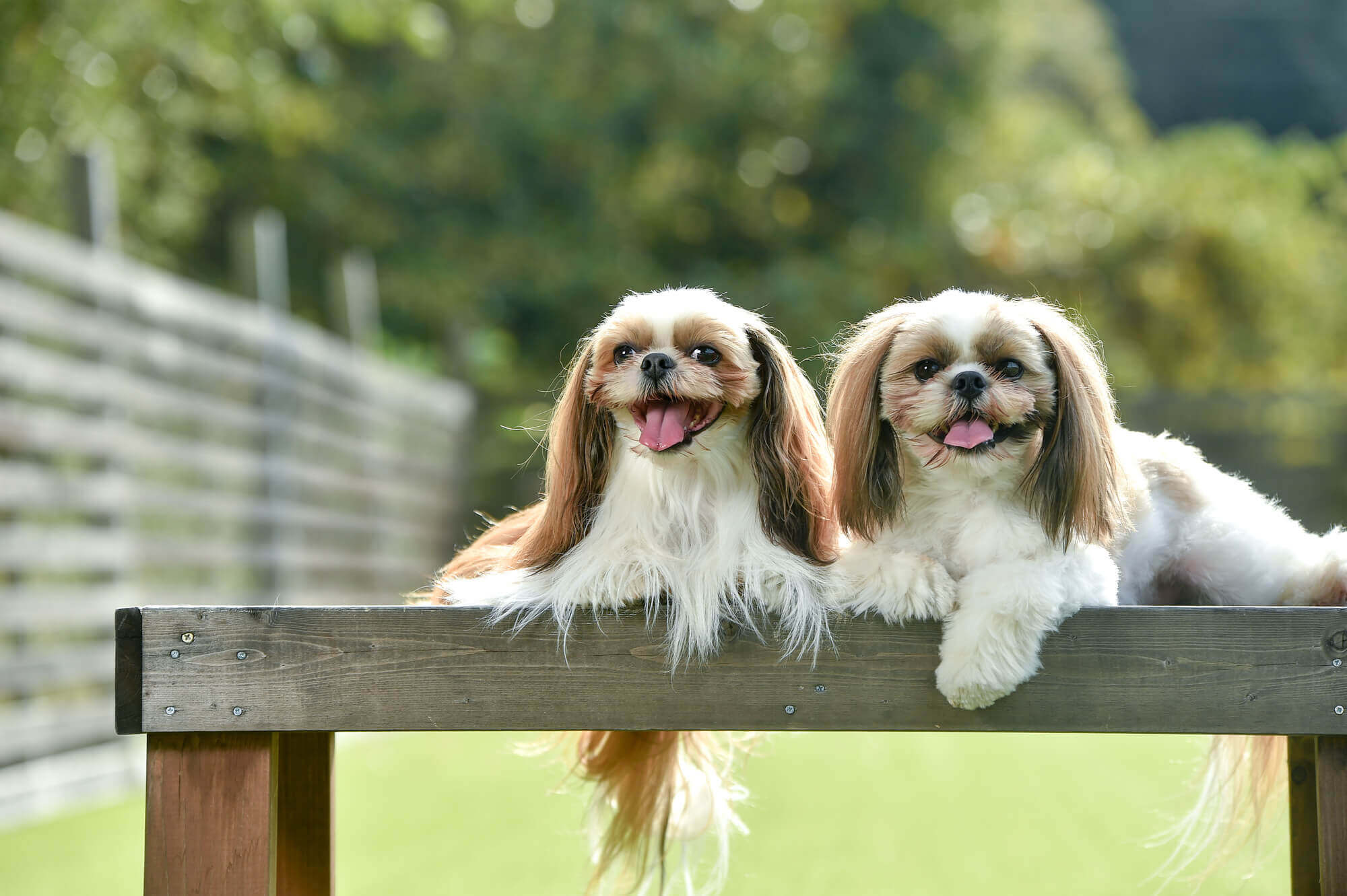 シーズーはどんな犬種？